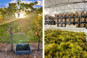 Dream Vintage for Delta Estate Wines