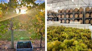 Dream Vintage for Delta Estate Wines