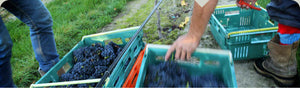 Harvest Begins